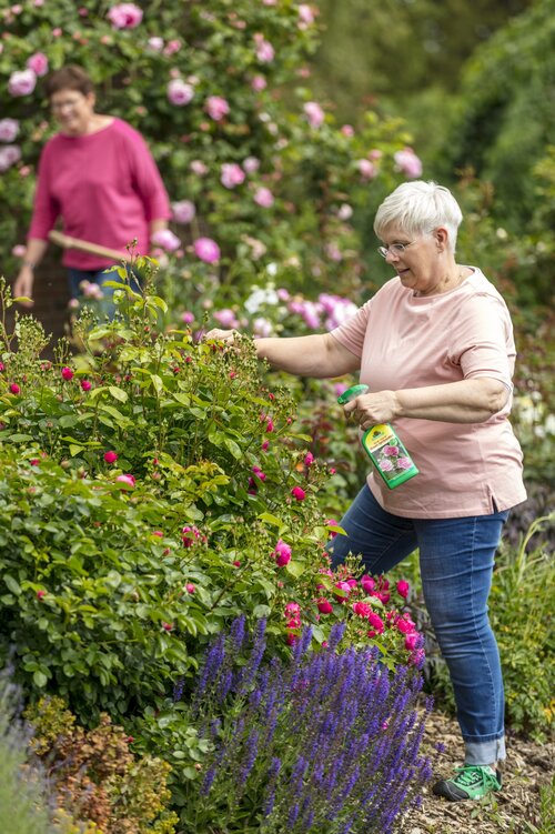 Rosenpflege - naturgemäß mit Pflanzenextrakten