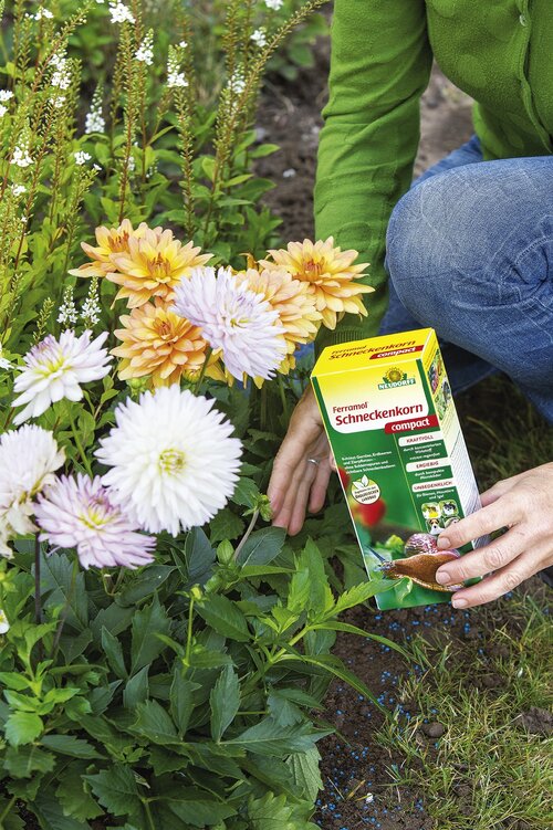 Kraftvolles Schneckenkorn für den ganzen Garten