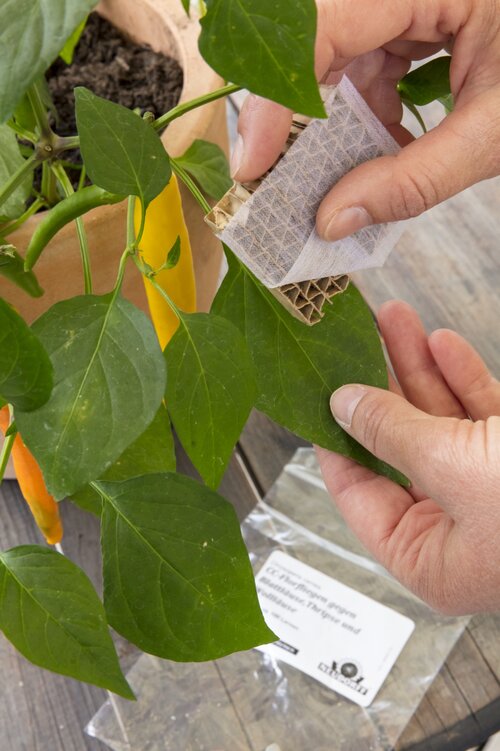 CC-Florfliegen – die biologischen Pflanzenschützer
