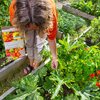 Behalte den Durchblick im Tomatendschungel