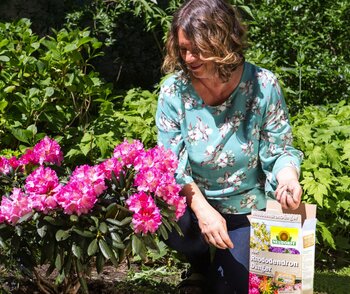 Traumhaft schöne Rhododendren