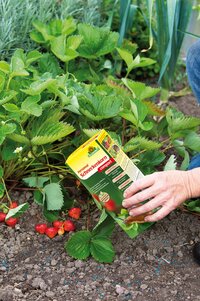 Kraftvolles Schneckenkorn für den ganzen Garten