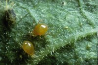 Ganz biologisch: PP-Raubmilben gegen Spinnmilben