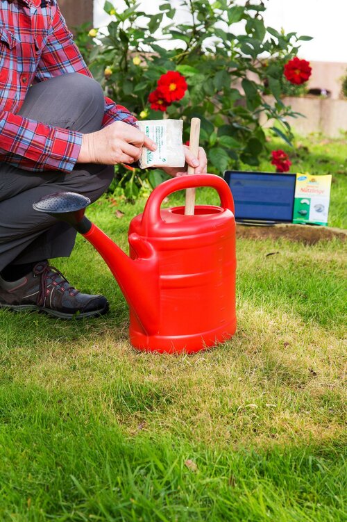 Gegen Gartenlaubkäfer im Rasen biologisch vorgehen