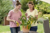 CC-Florfliegen – die biologischen Pflanzenschützer