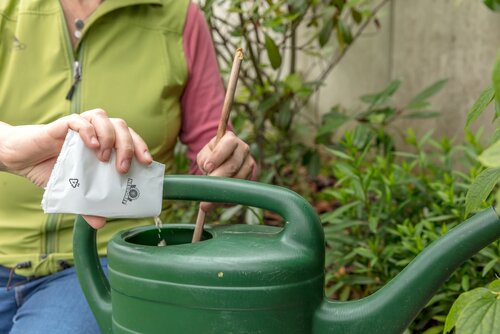 Dickmaulrüssler biologisch bekämpfen