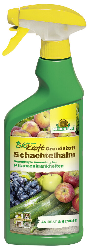 Mit Grundstoff Schachtelhalm Pflanzenkrankheiten abwehren