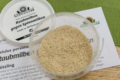 Ganz biologisch: PP-Raubmilben gegen Spinnmilben
