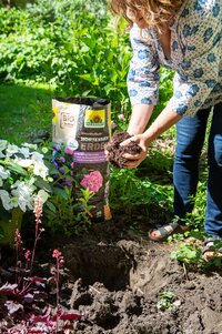 Natürlich torffrei: Erde für Trendpflanze Hortensie