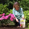 Traumhaft schöne Rhododendren