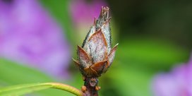 Rhododendron-Zikade