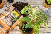 Torffreie Erde für aromatisches Gemüse