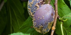 Monilia-Fruchtfäule an Pflaumen